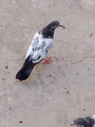 parrots for sale