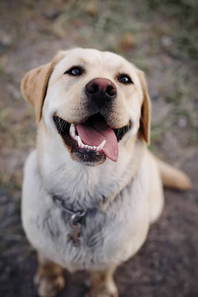 Labrador breeder female