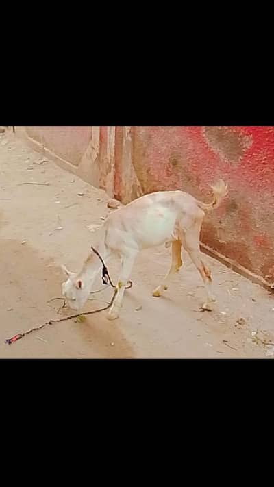 teddy gulabi Bakra for sell