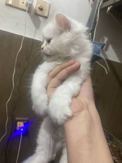 Blue eyes pouch face 2 white kitten male female 03258045854