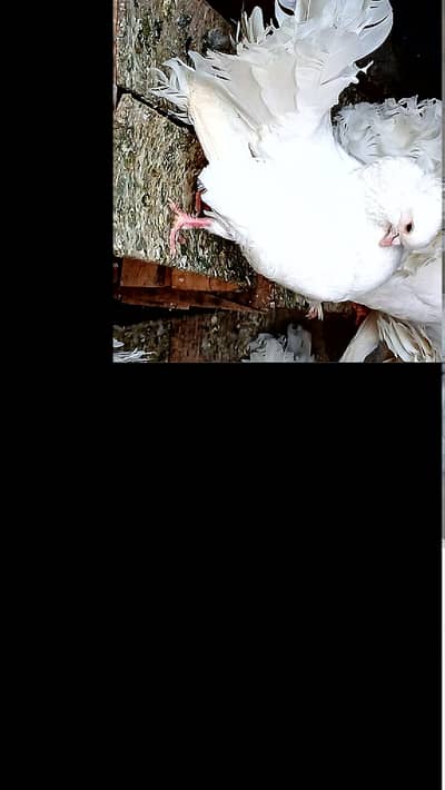 17 pegions all full white colour