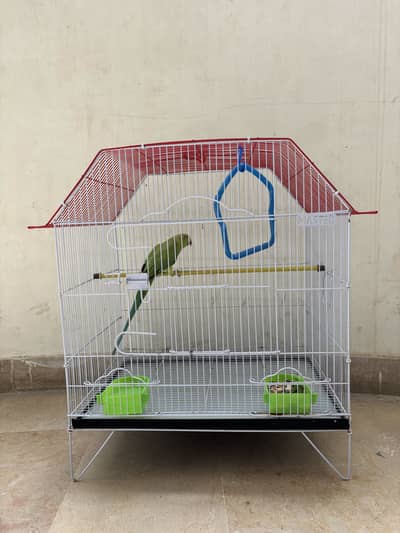 Green parrot female with cage