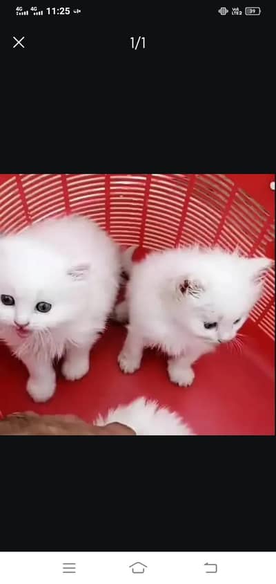 cat  my WhatsApp number 0325/22/61/268
