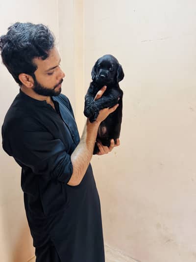 Labrador Dog puppy