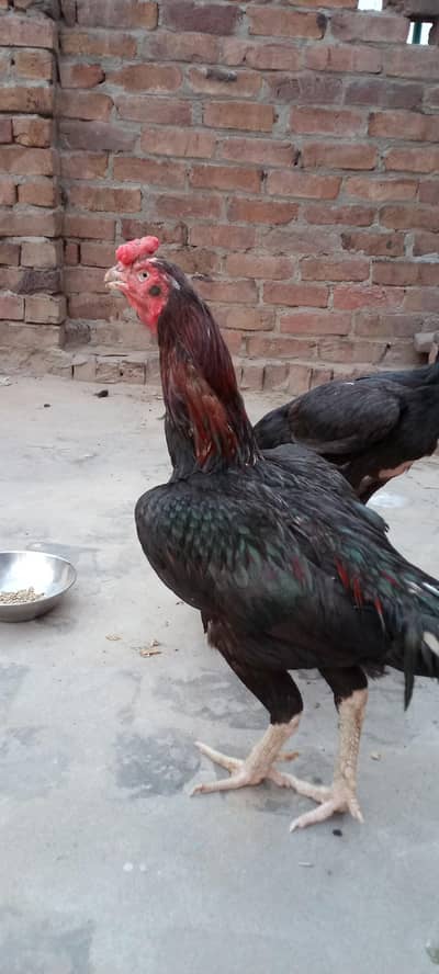 mushka aseel