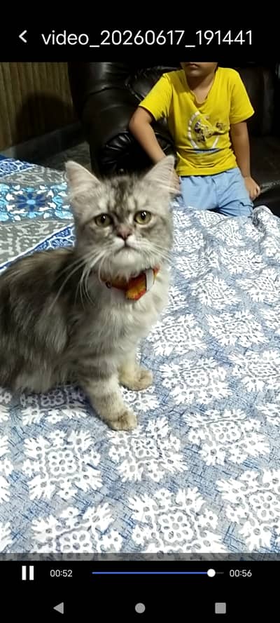 Beautiful full Persian cat