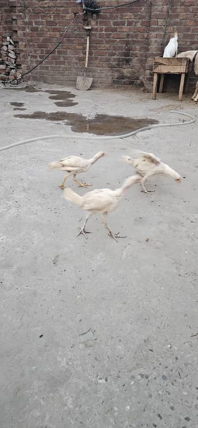 aseel heera mianwali white