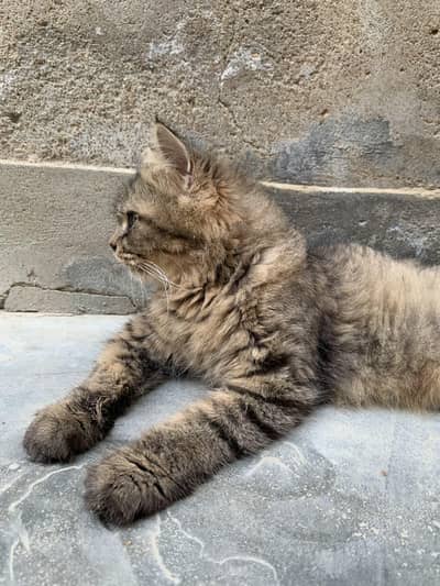 female cat