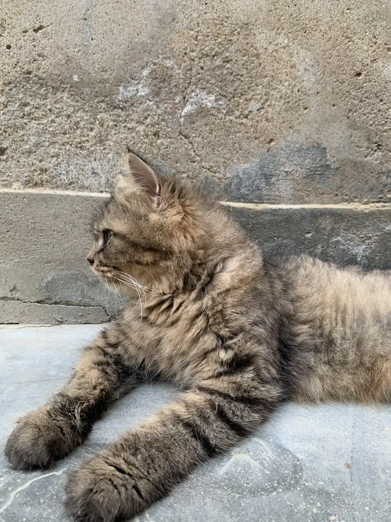 female cat — photo 2