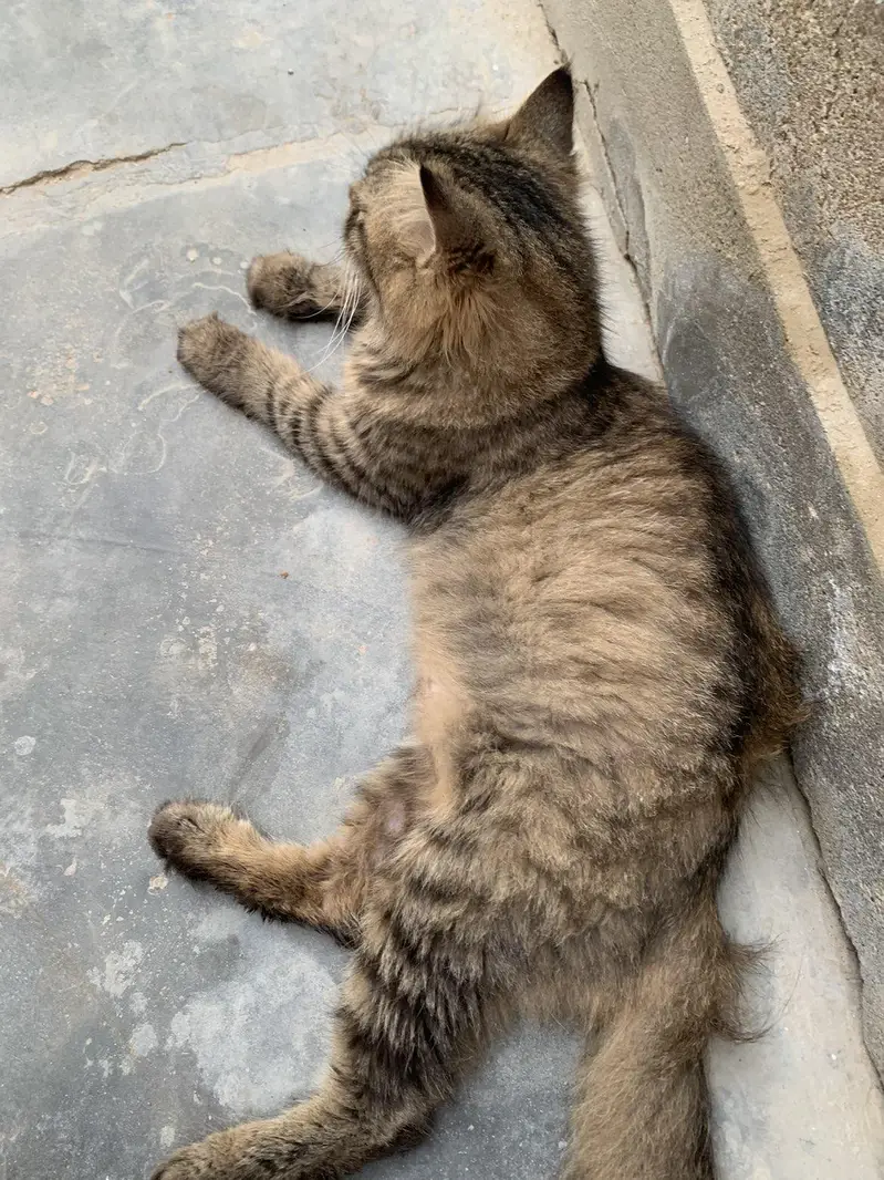 female cat — photo 3