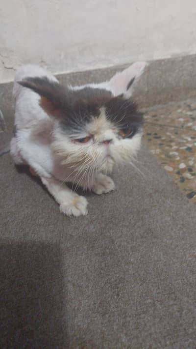 Beautiful Peki,van