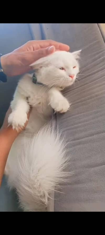 cat sell