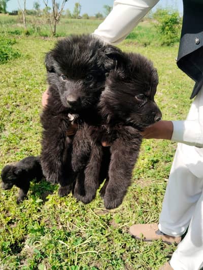 Black German shepherd puppies available