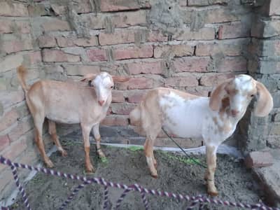 tapra donu male healthy and fully active bacha ha