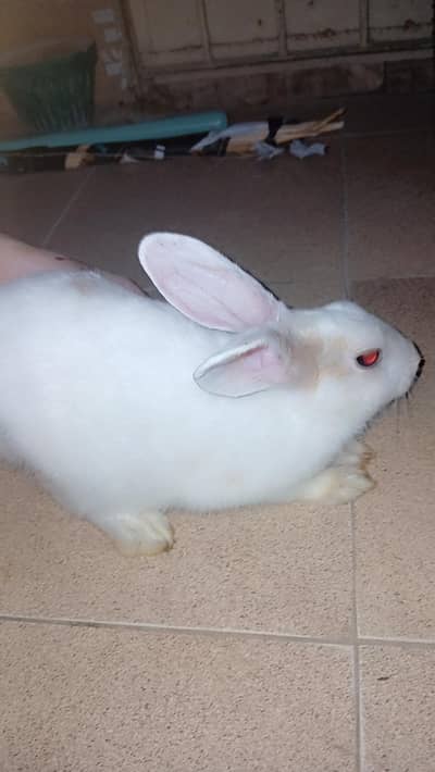 rabbit