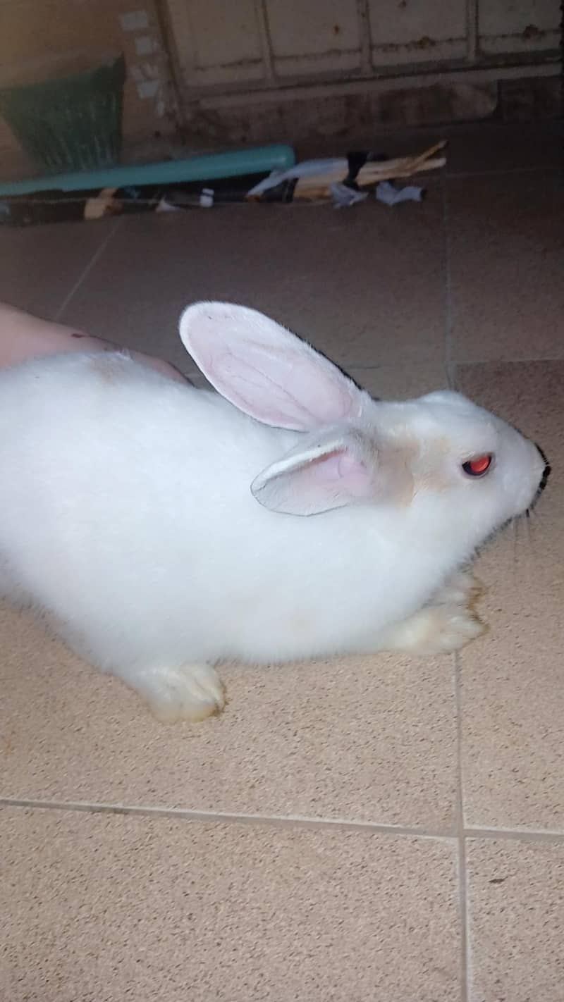 rabbit 0