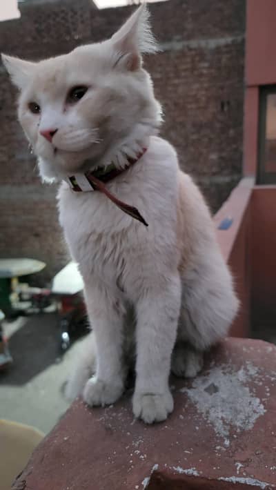 Persian male cat for sale exchange possible with Persian baby