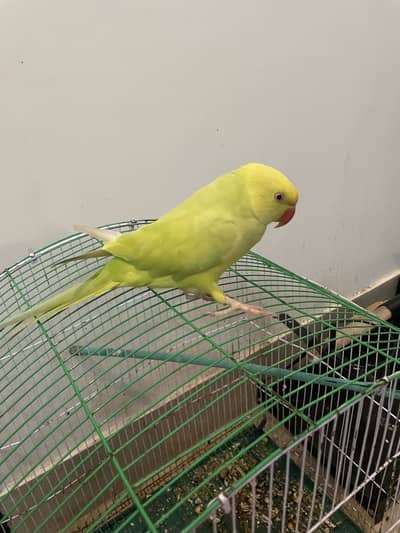 Yellow lacewing ringneck