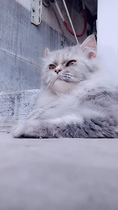 grey  Persian female cat