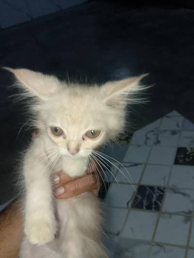 Cut And Tran Cat