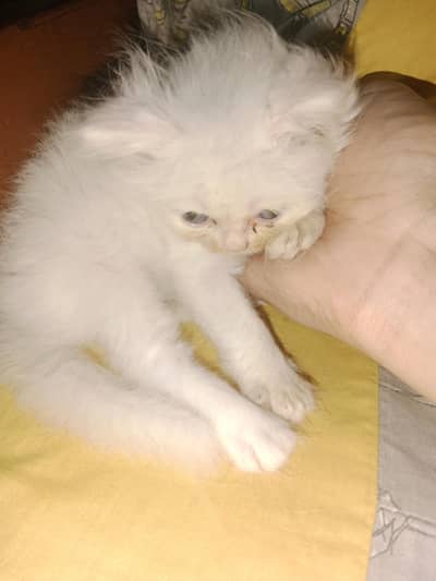 punch face kittens only 15 K each