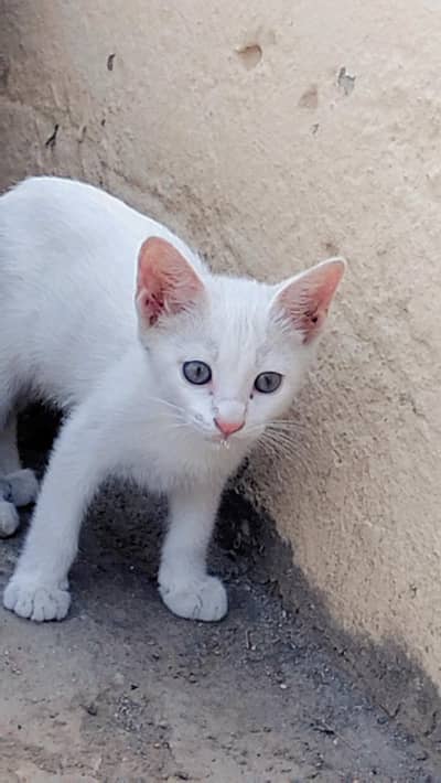 cut cat for sale