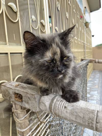 Persian cat treeple coat