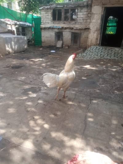 For sale 03155682714