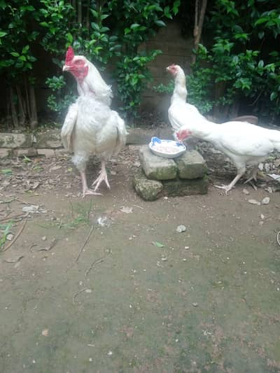 12 fresh & fertile eggs of mianwali paper white heera aseel pair