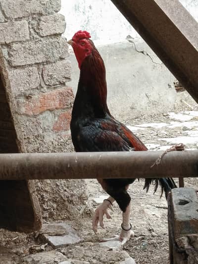 Murgha for sale