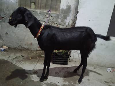 bakri urgent sale