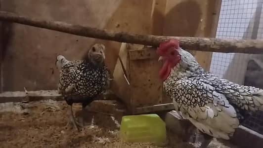 silver sebright breeder pair available