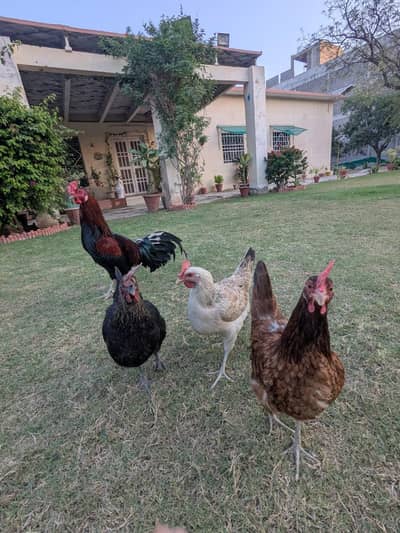 Rooster and Hens