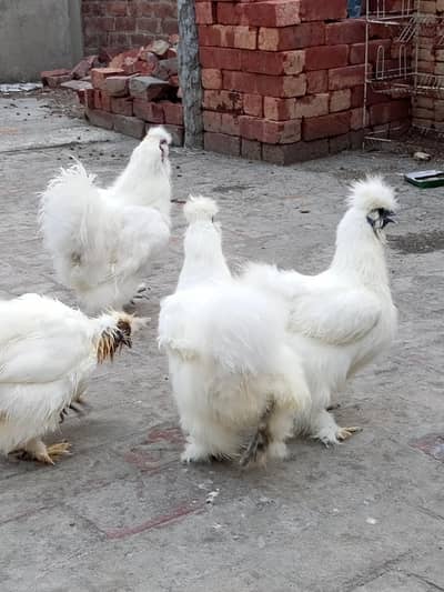 white silky breeder set