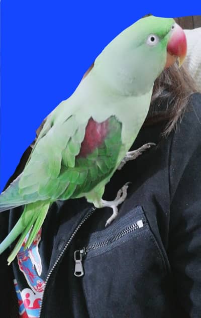 raw parrot