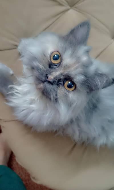 in 2000 litter trained persian cat friendly nature