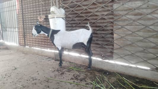 bakri