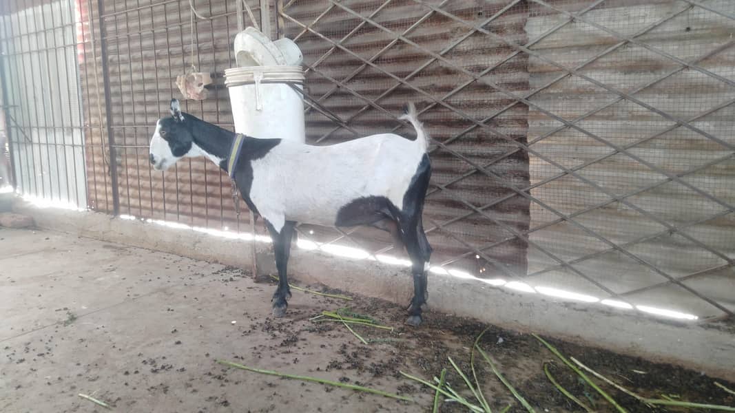 bakri 0
