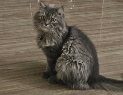 Persian Cat for Adoption
