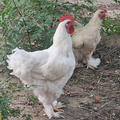 WHITE HEAVY BUFF, QUALITY BIRDS