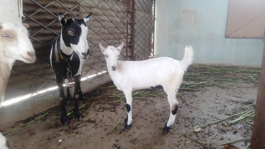 bakri 1