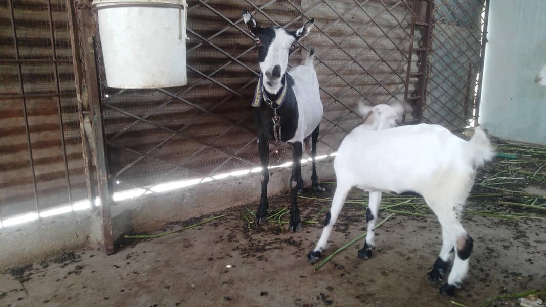 bakri 2
