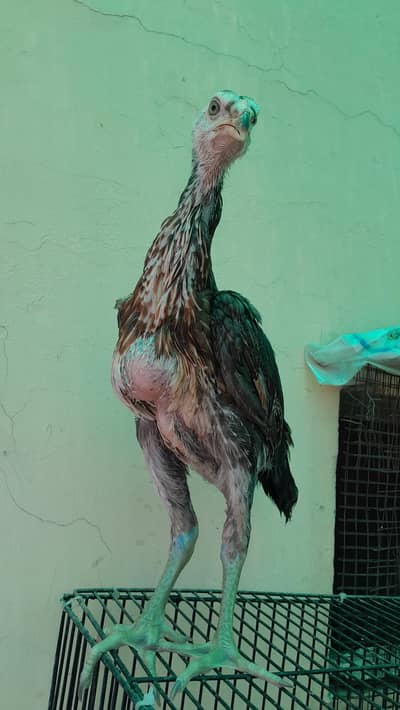 Japanese shamo
