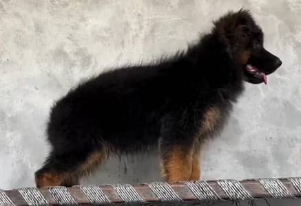 German shepherd puppies for sale healthy 0326=65=49=136