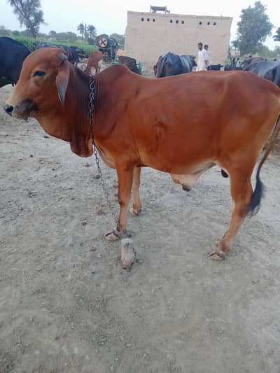 bramen bull