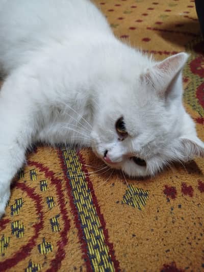 cat name coco