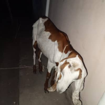 Goats for sale
