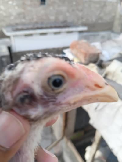 muskha aseel lassni chick pair