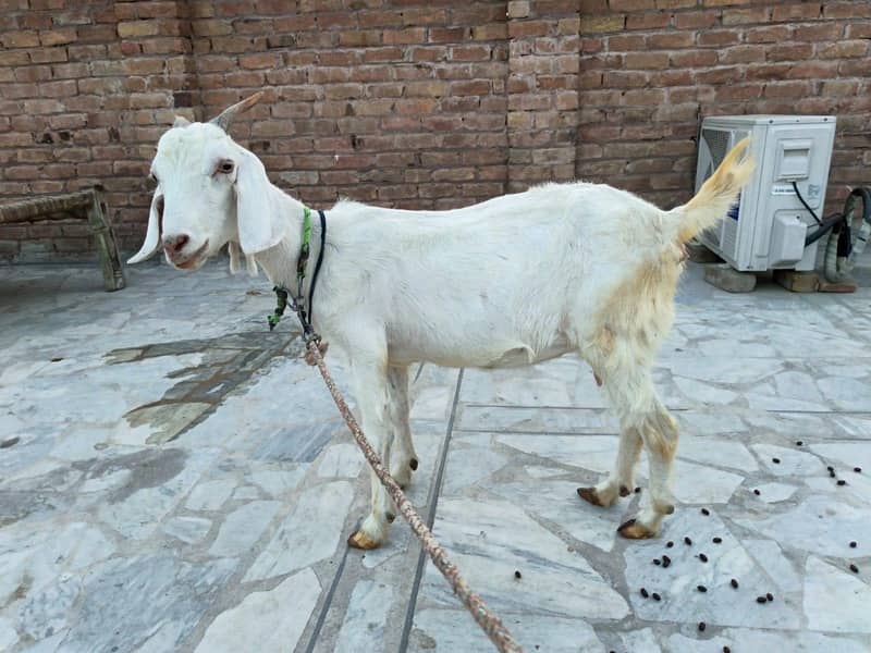 Goats 0