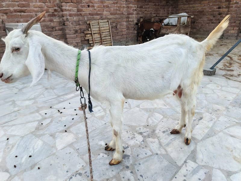Goats 1